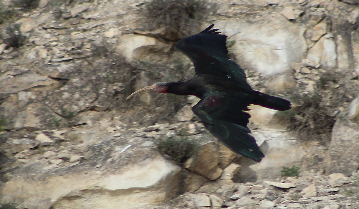 Kelaynak