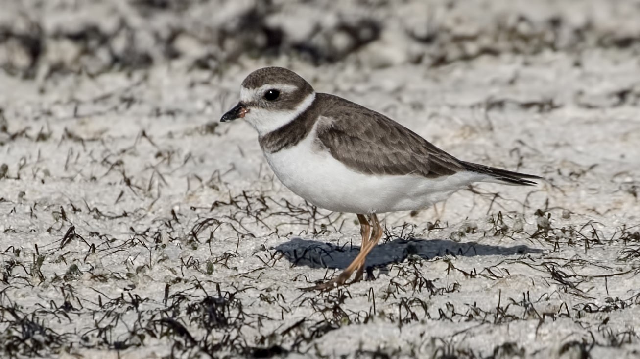 Semipalmated Plover