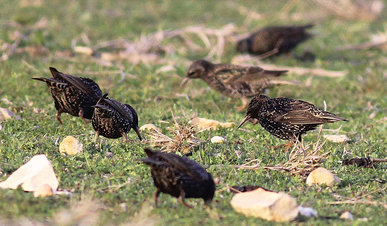 Sığırcık