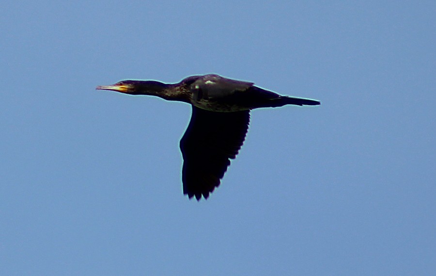 Karabatak