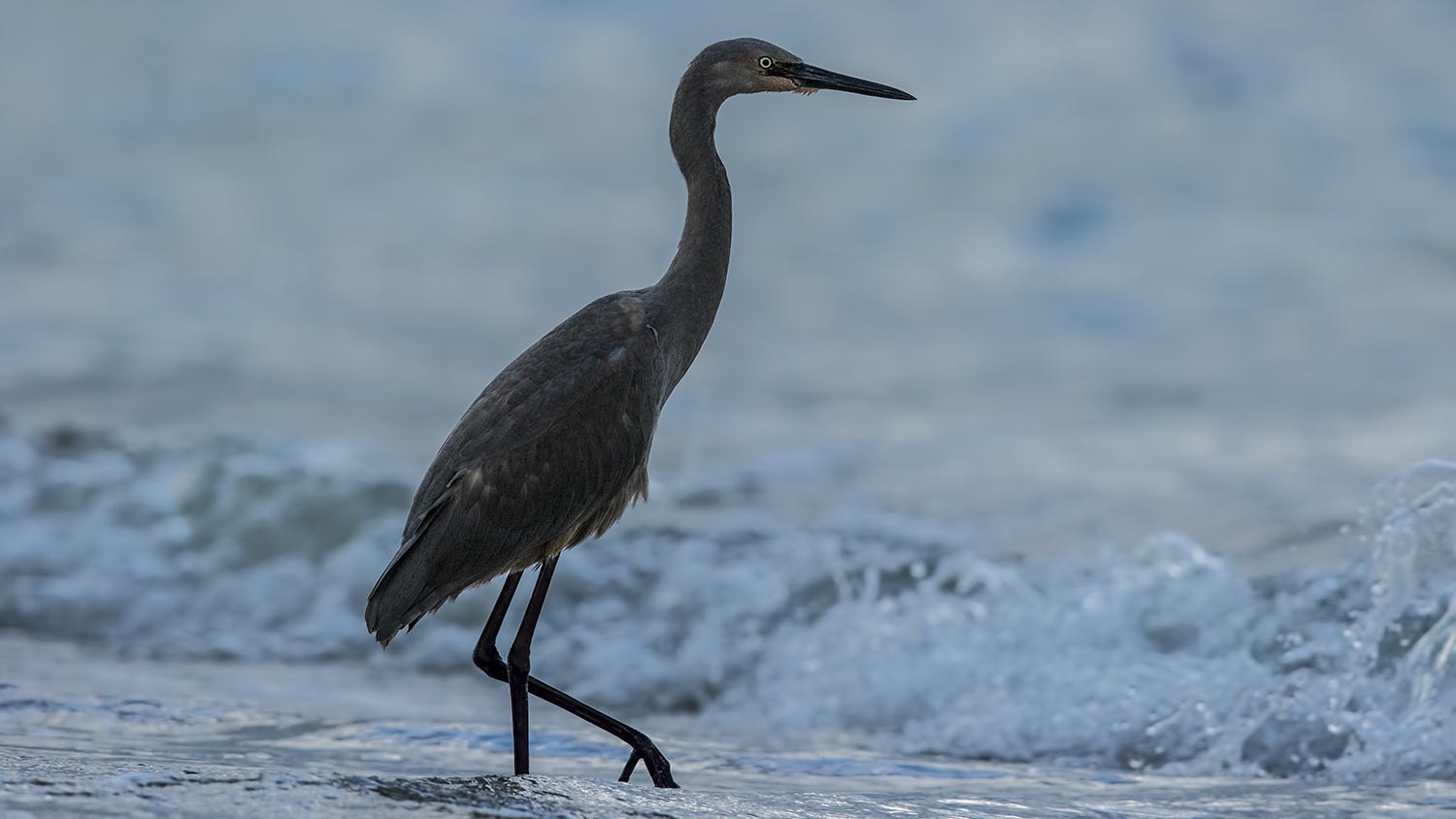 Reddish Egret