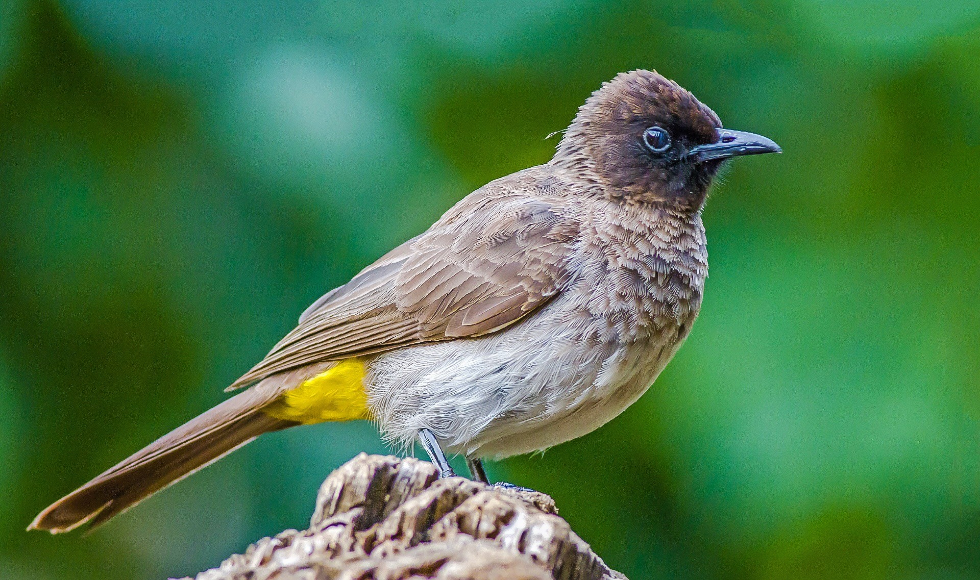 Common Bulbul