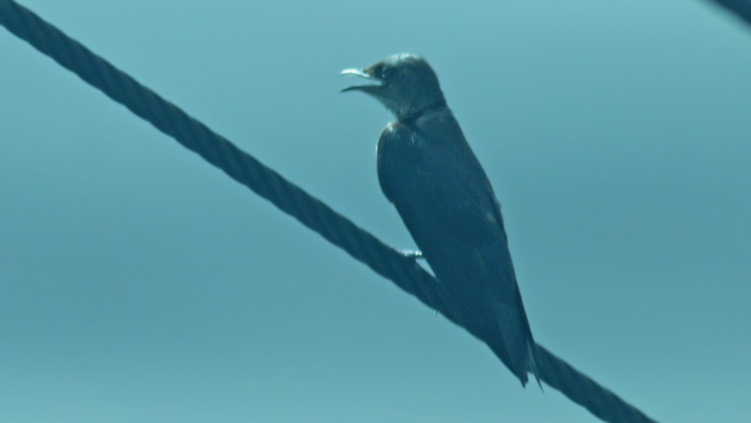 Northern Rough-winged Swallow