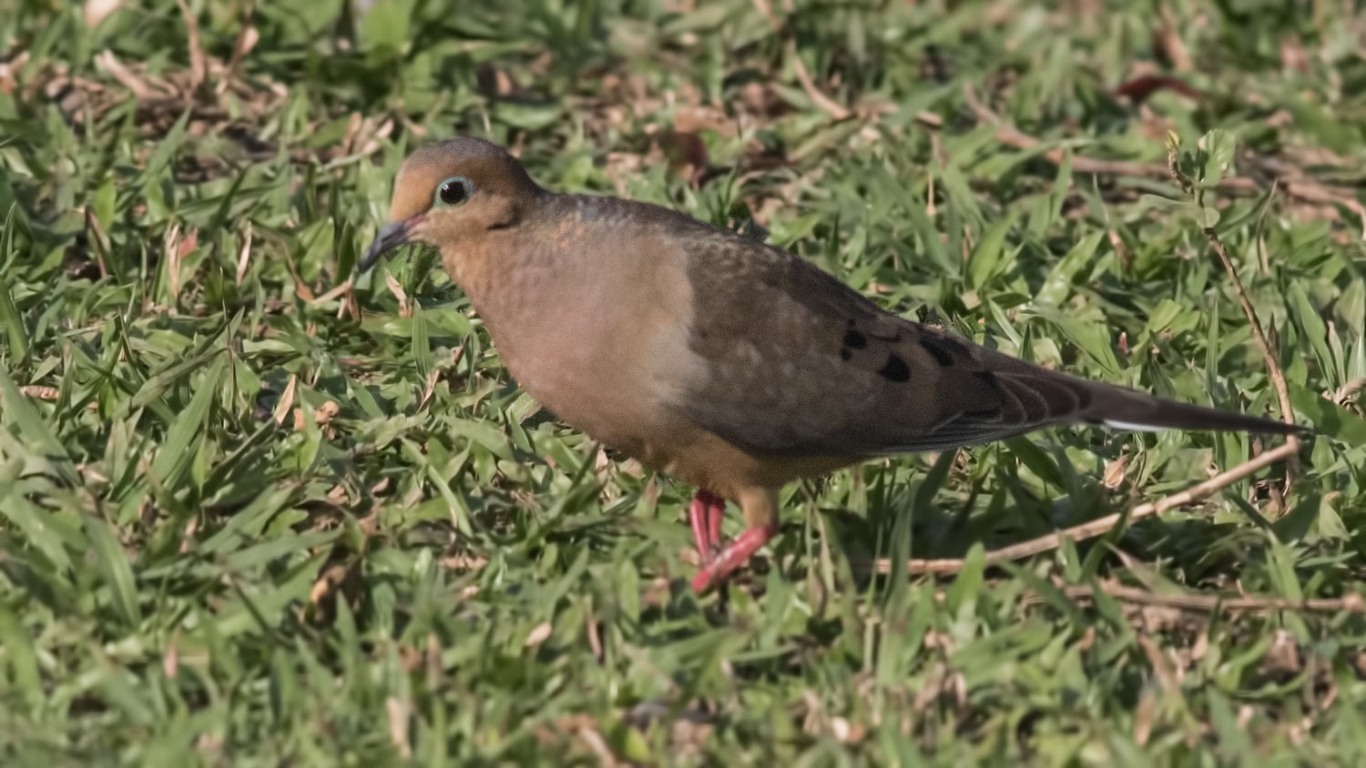 Mourning Dove