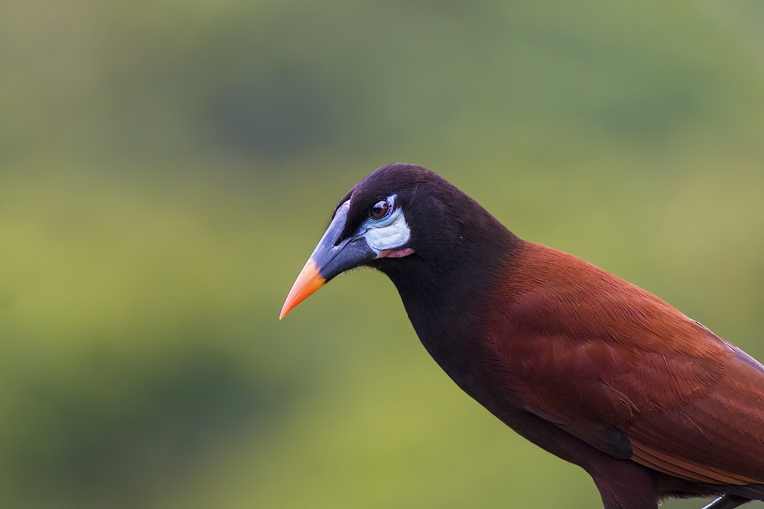 Montezuma Oropendola