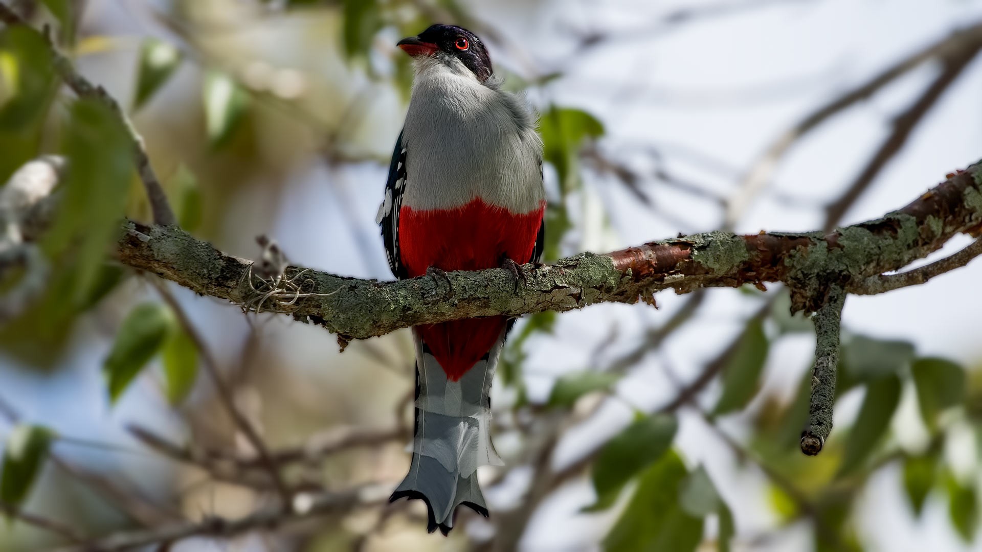 Cuban Trogon