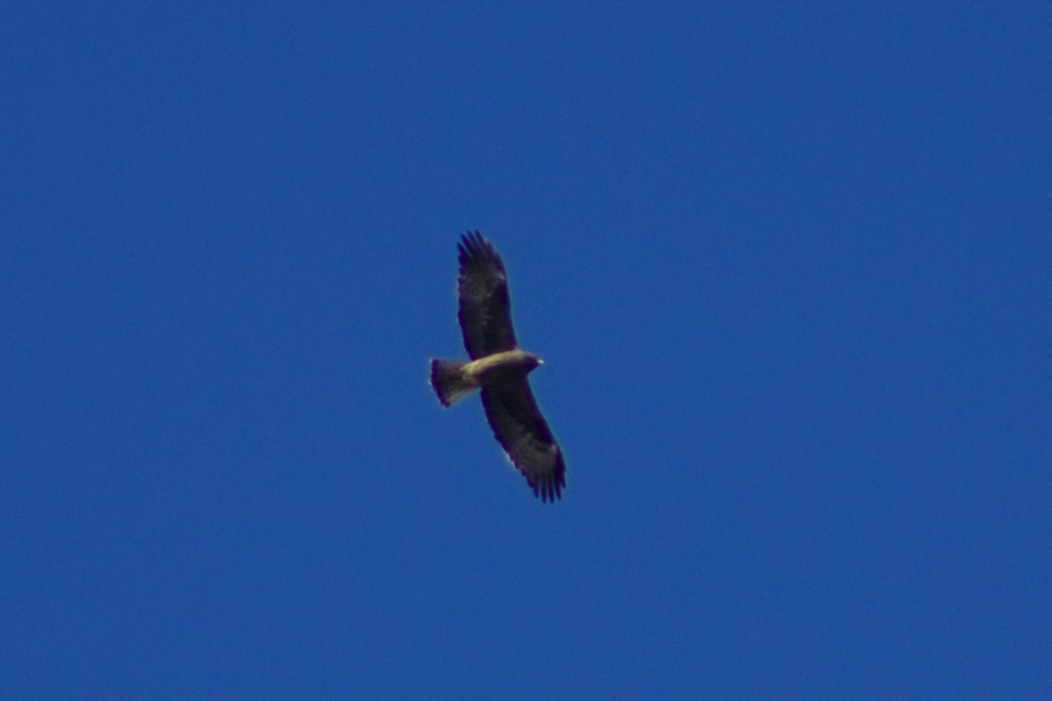 Küçük Kartal