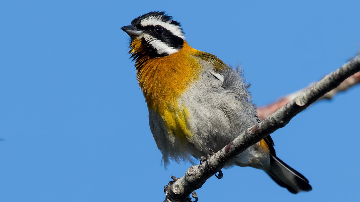Western Spindalis