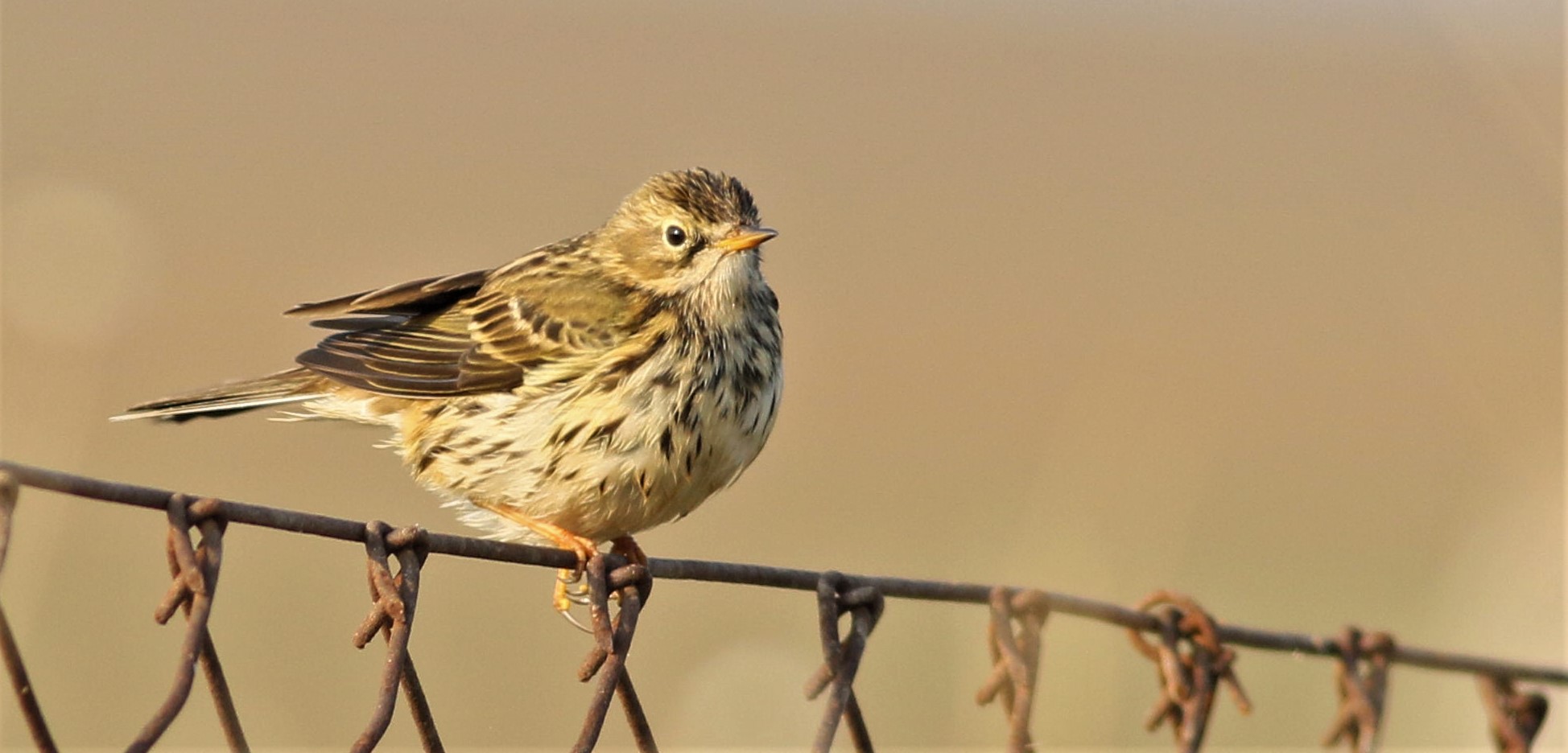 Old bird. A knowing old Bird.