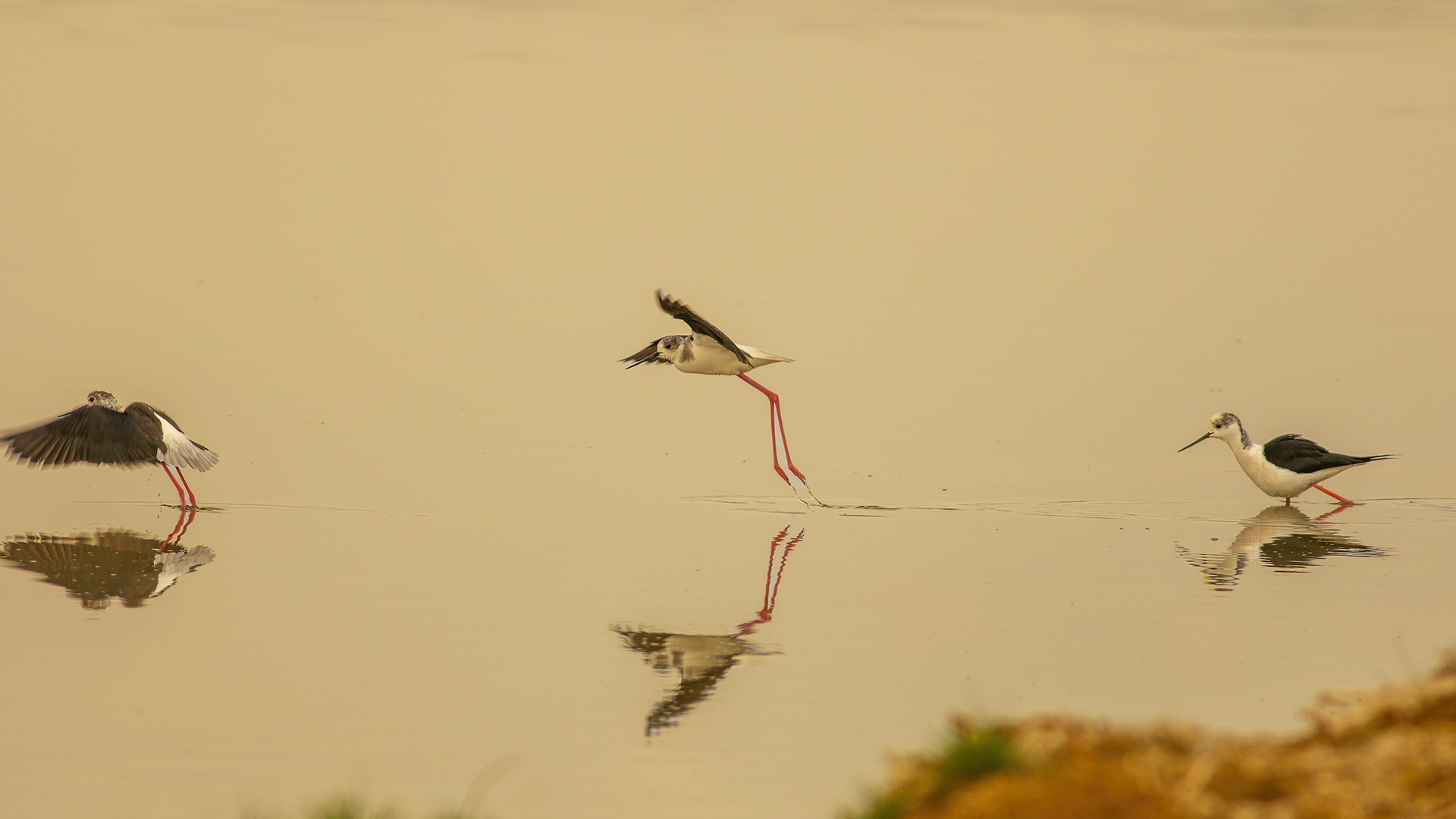 Black-winged Stilt