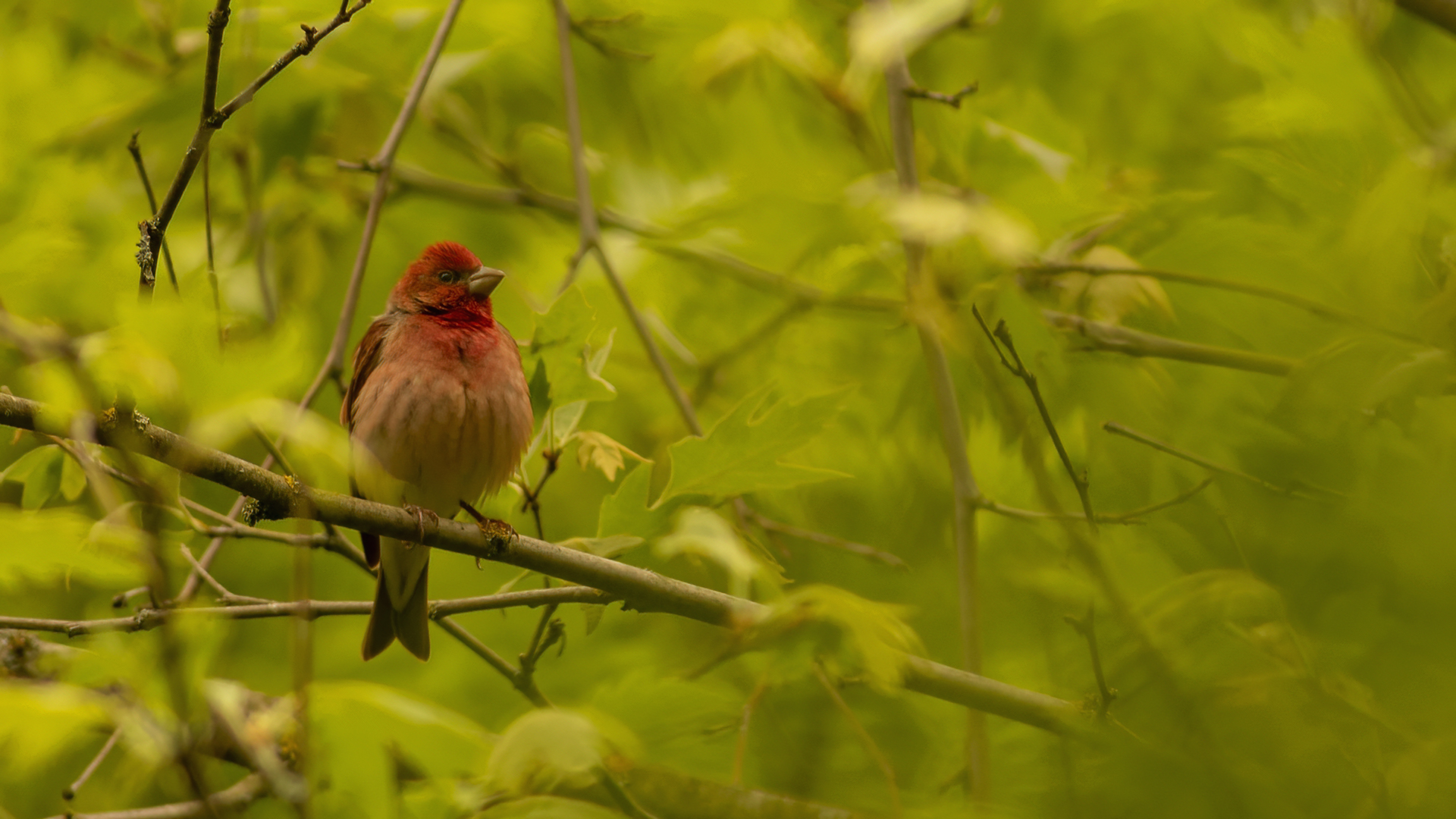 Common Rosefinch