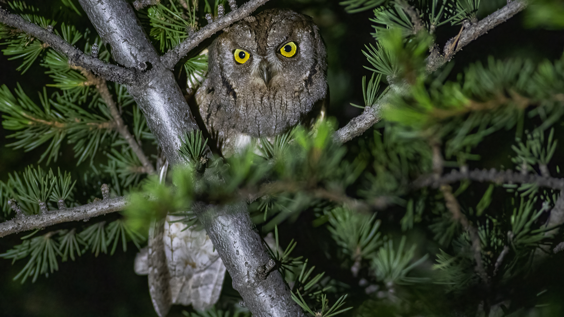 Eurasian Scops-Owl