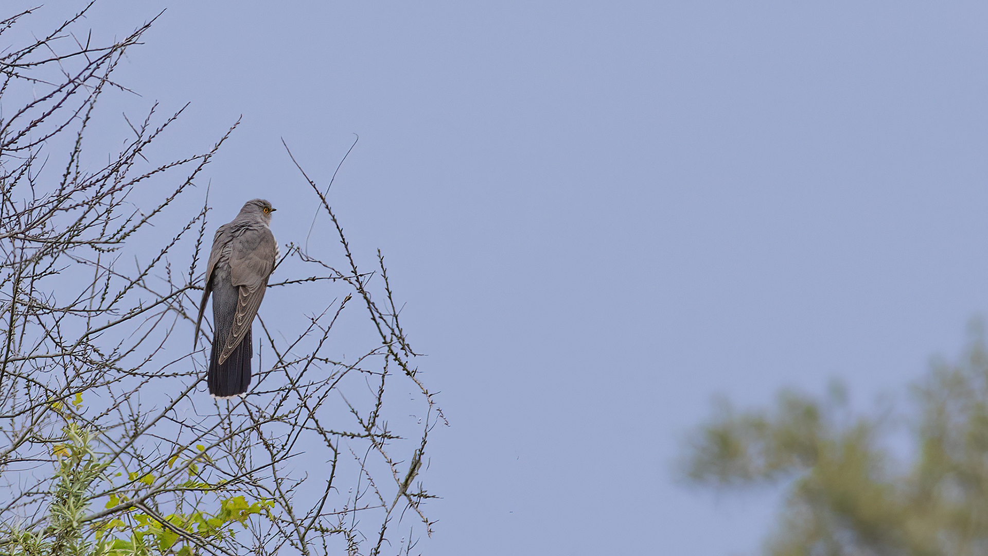Common Cuckoo