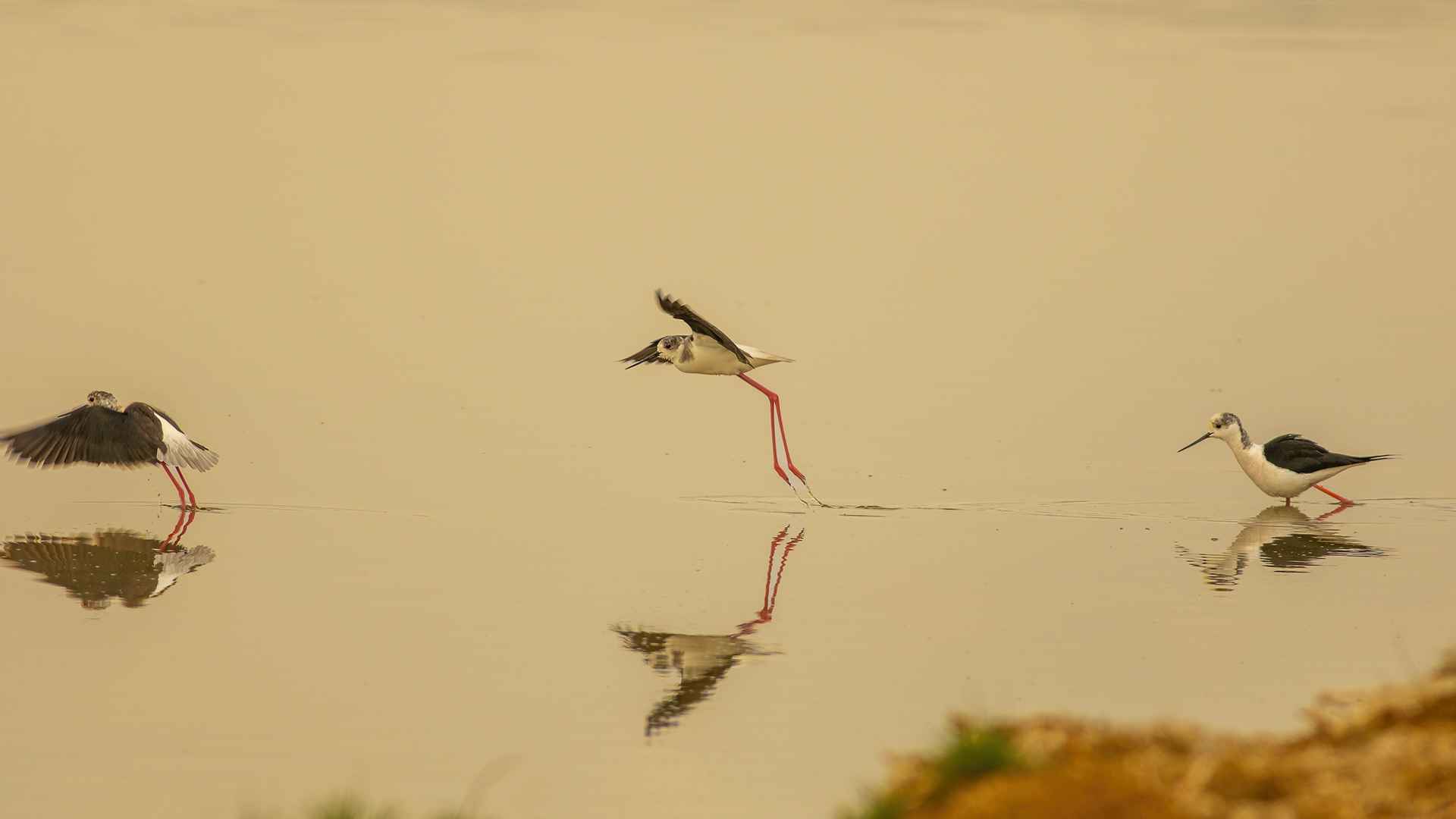 Black-winged Stilt