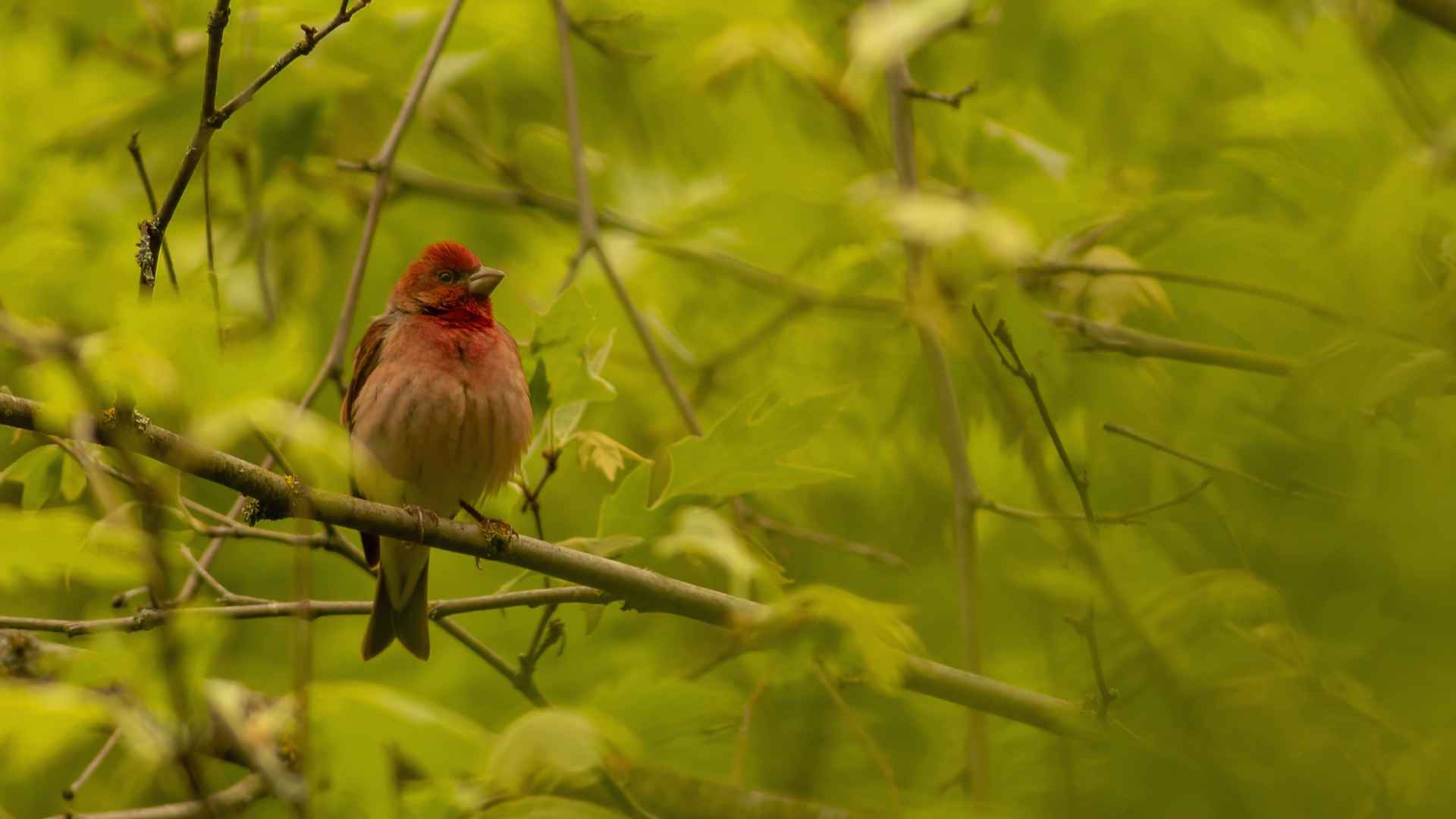 Common Rosefinch