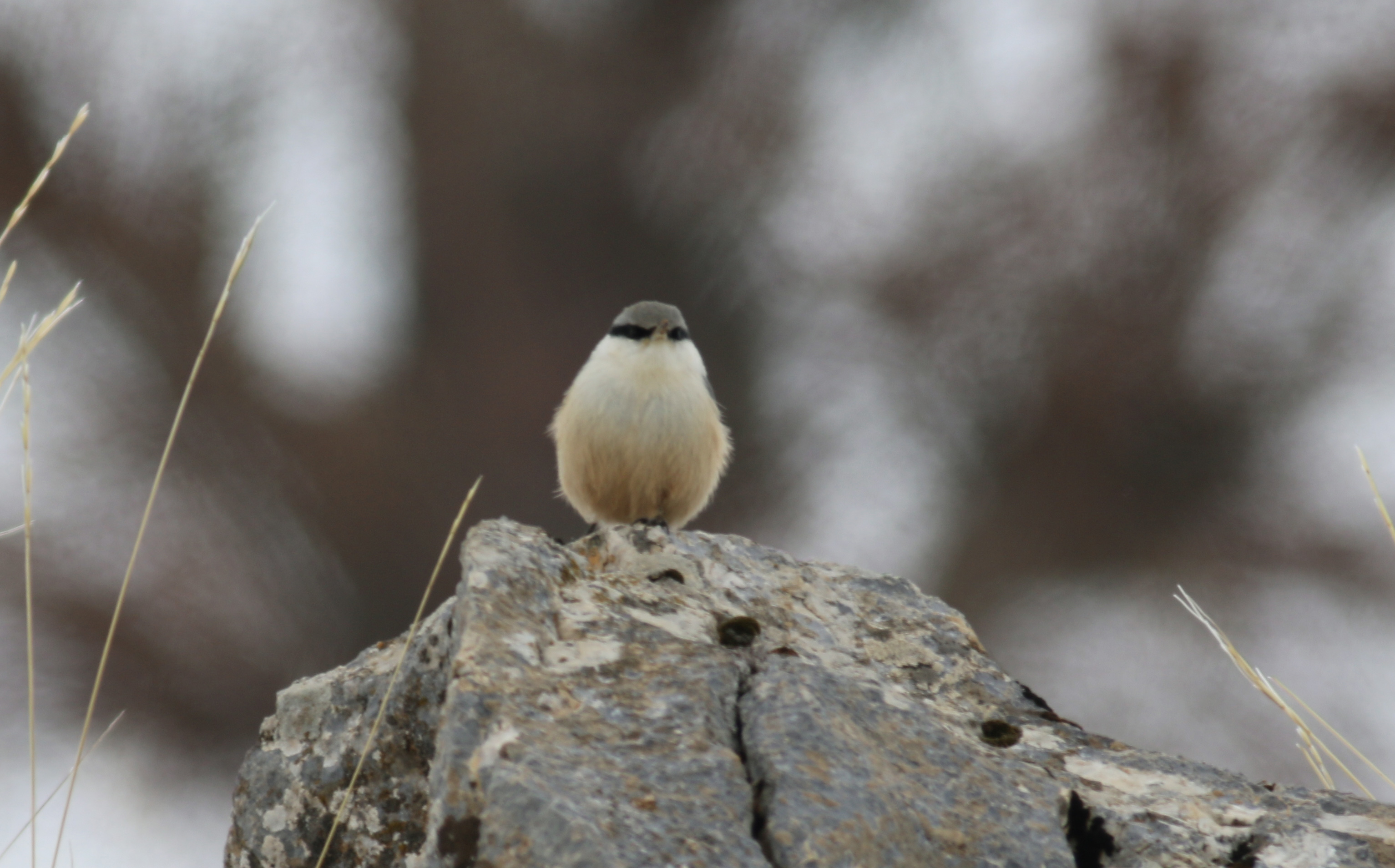 Eurasian Nuthatch