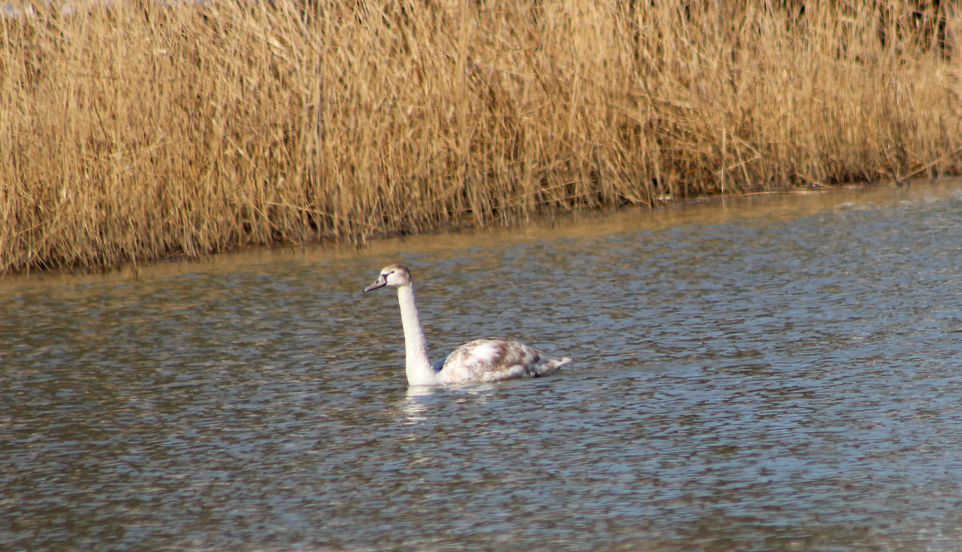 Mute Swan