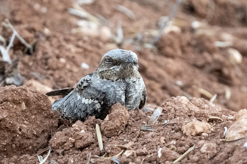 Eurasian Nightjar