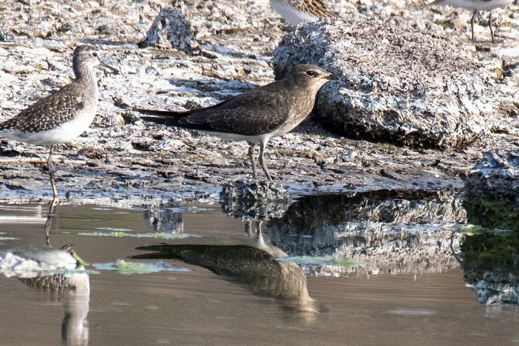 Black-winged Pratincole