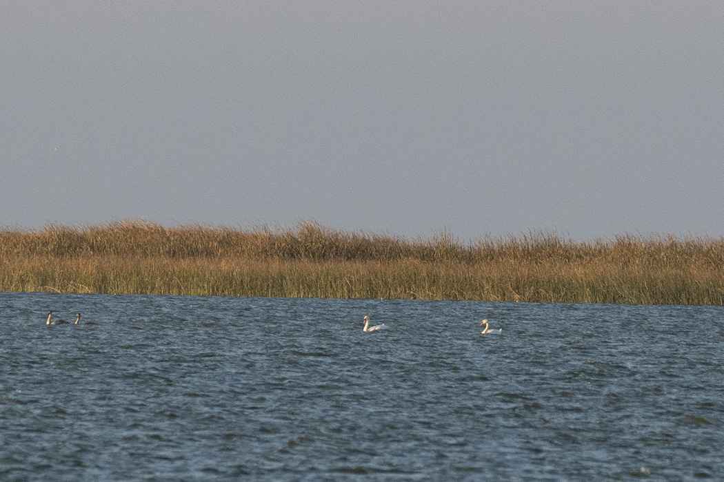 Mute Swan