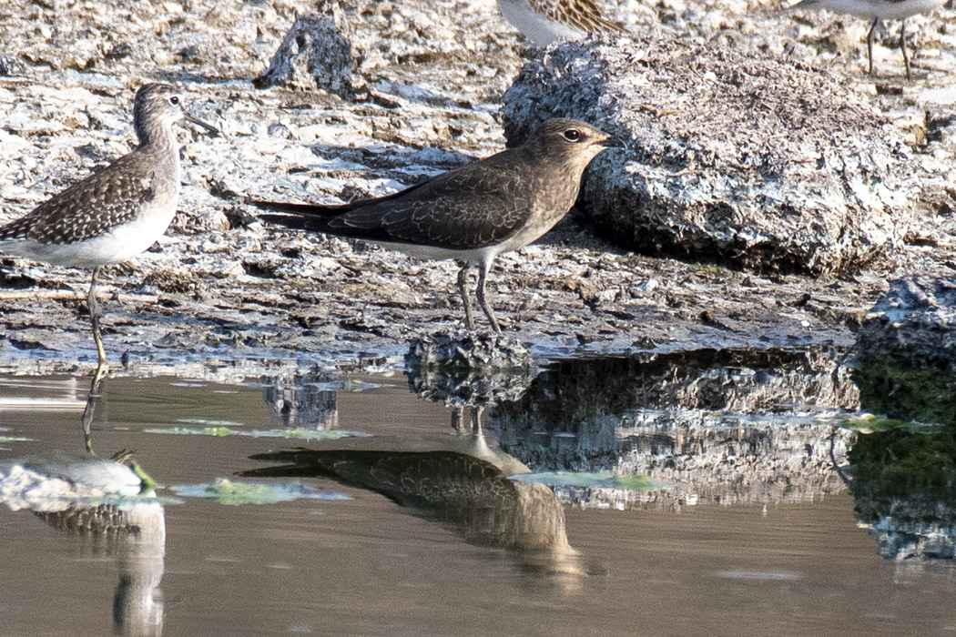 Black-winged Pratincole
