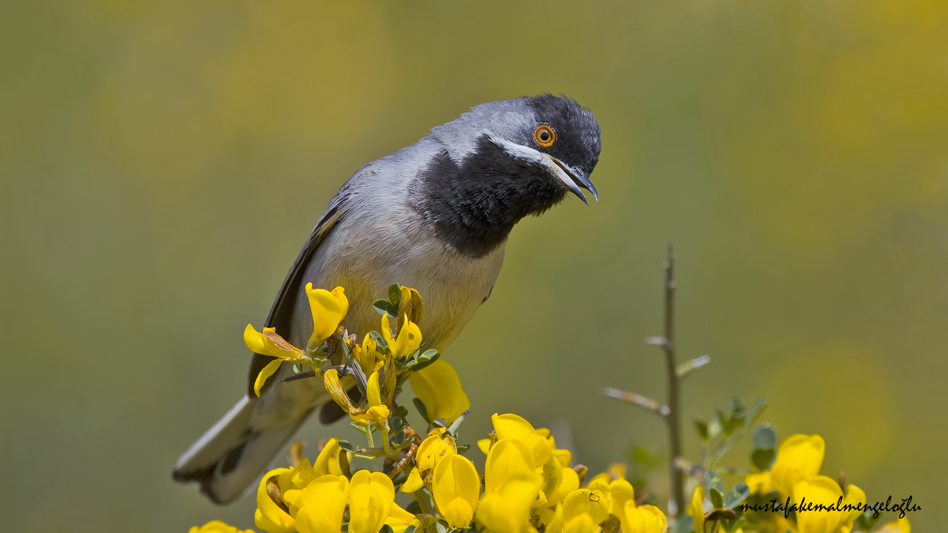 Rüppell's Warbler
