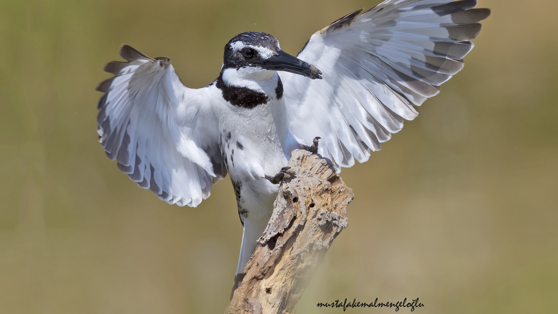 Pied Kingfisher