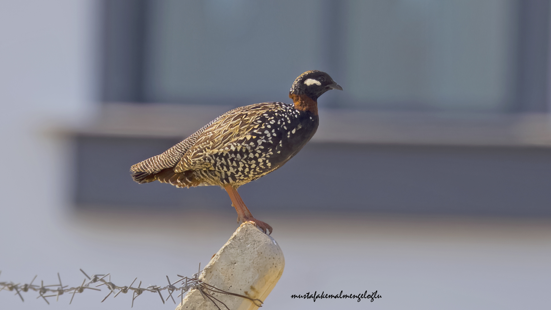 Black Francolin
