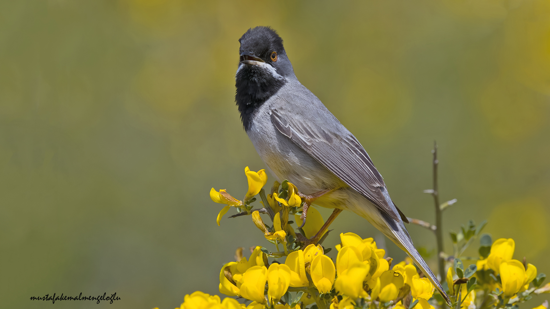 Rüppell's Warbler
