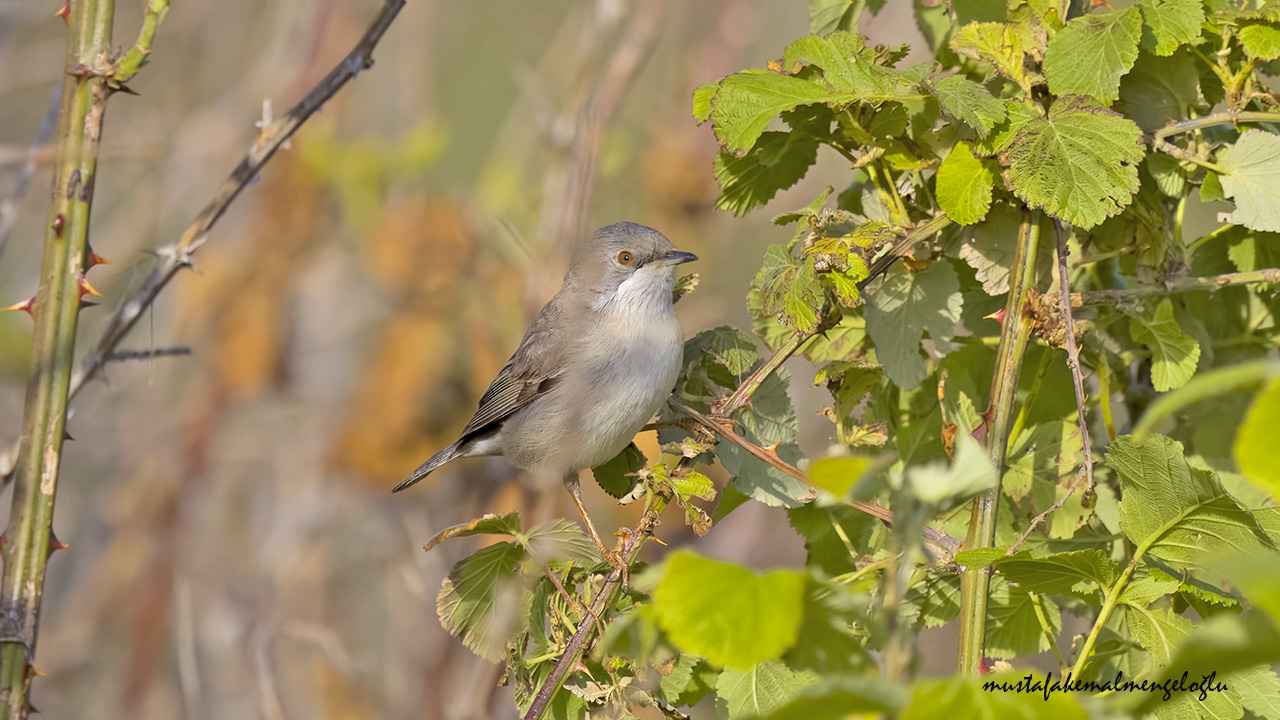 Subalpine Warbler