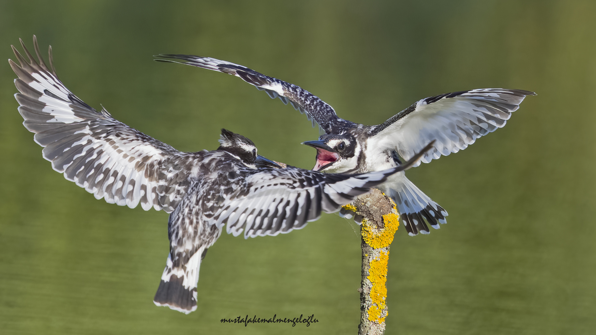 Pied Kingfisher