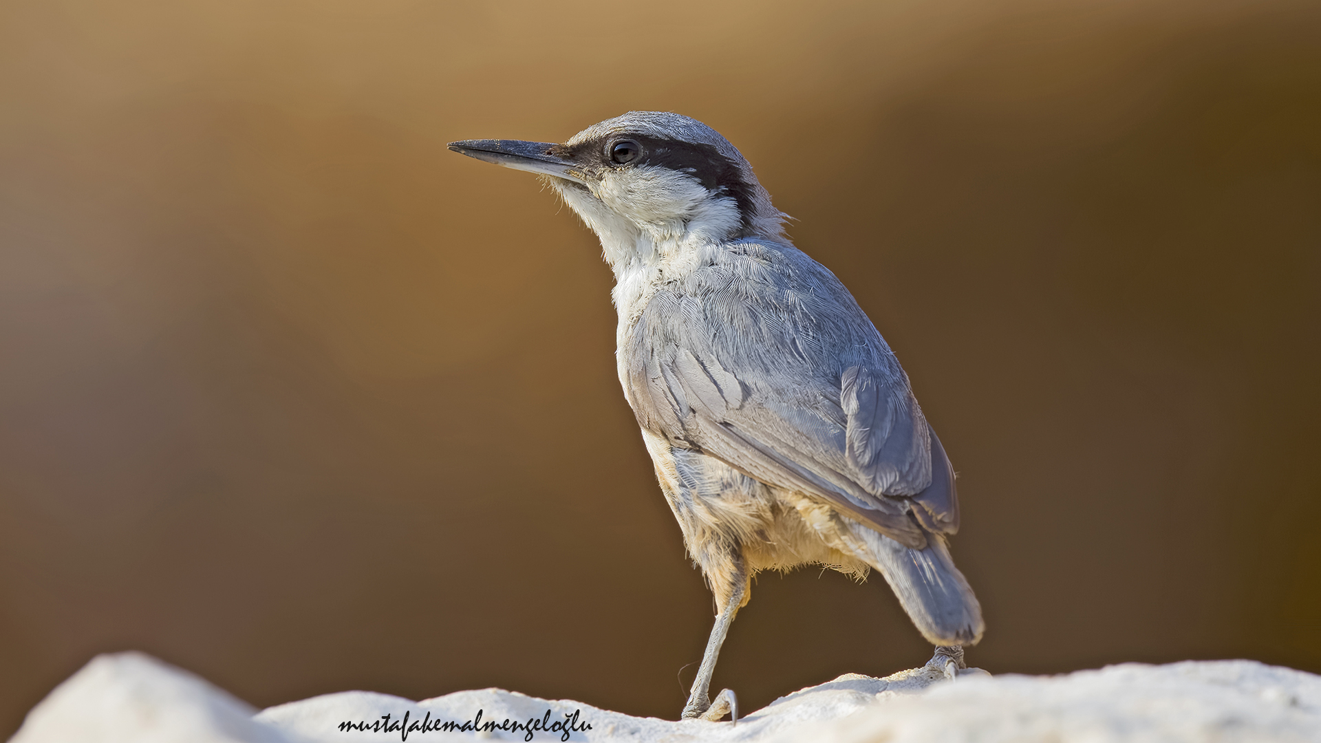 Western Rock Nuthatch