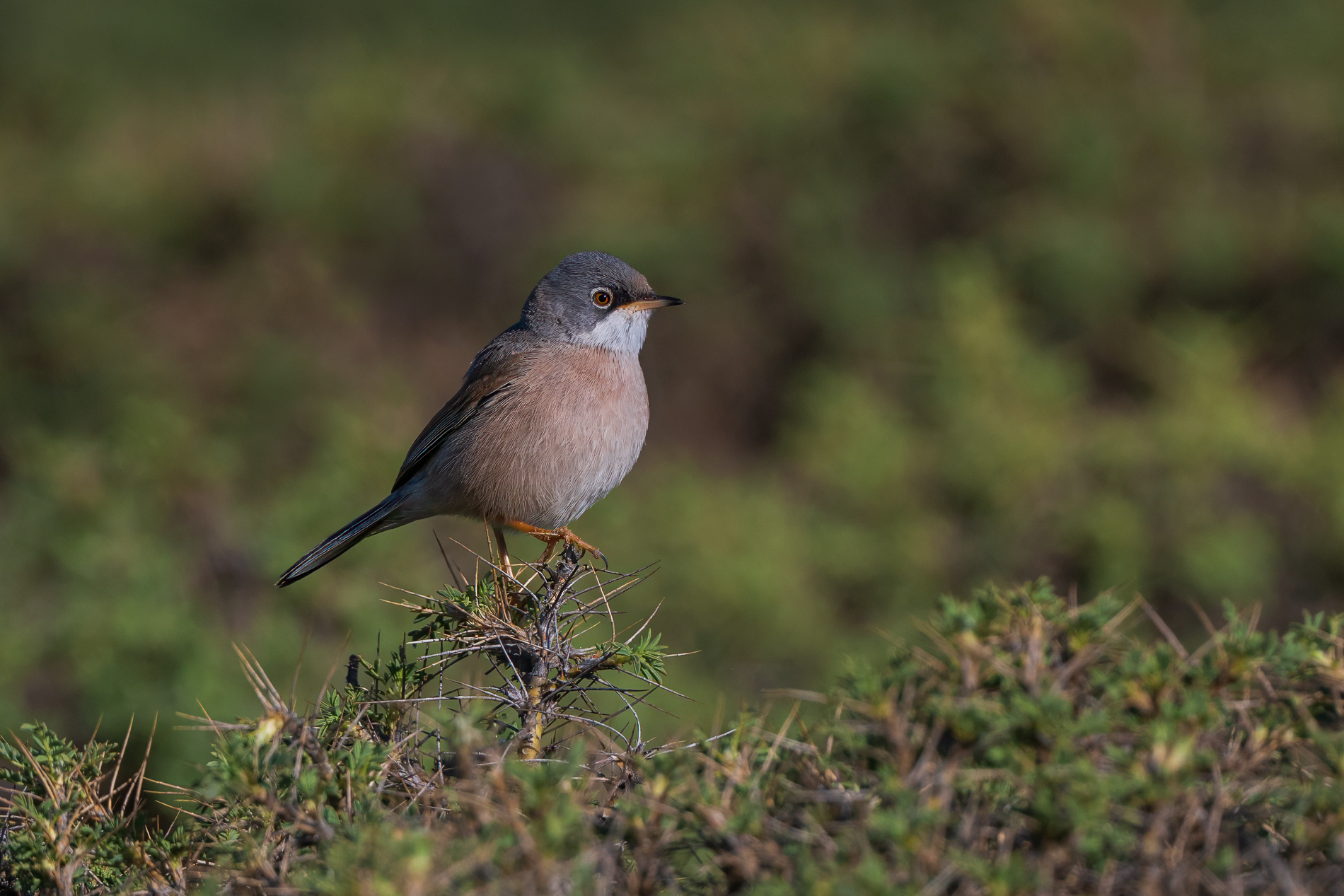 Spectacled Warbler — Ana fotoğraf