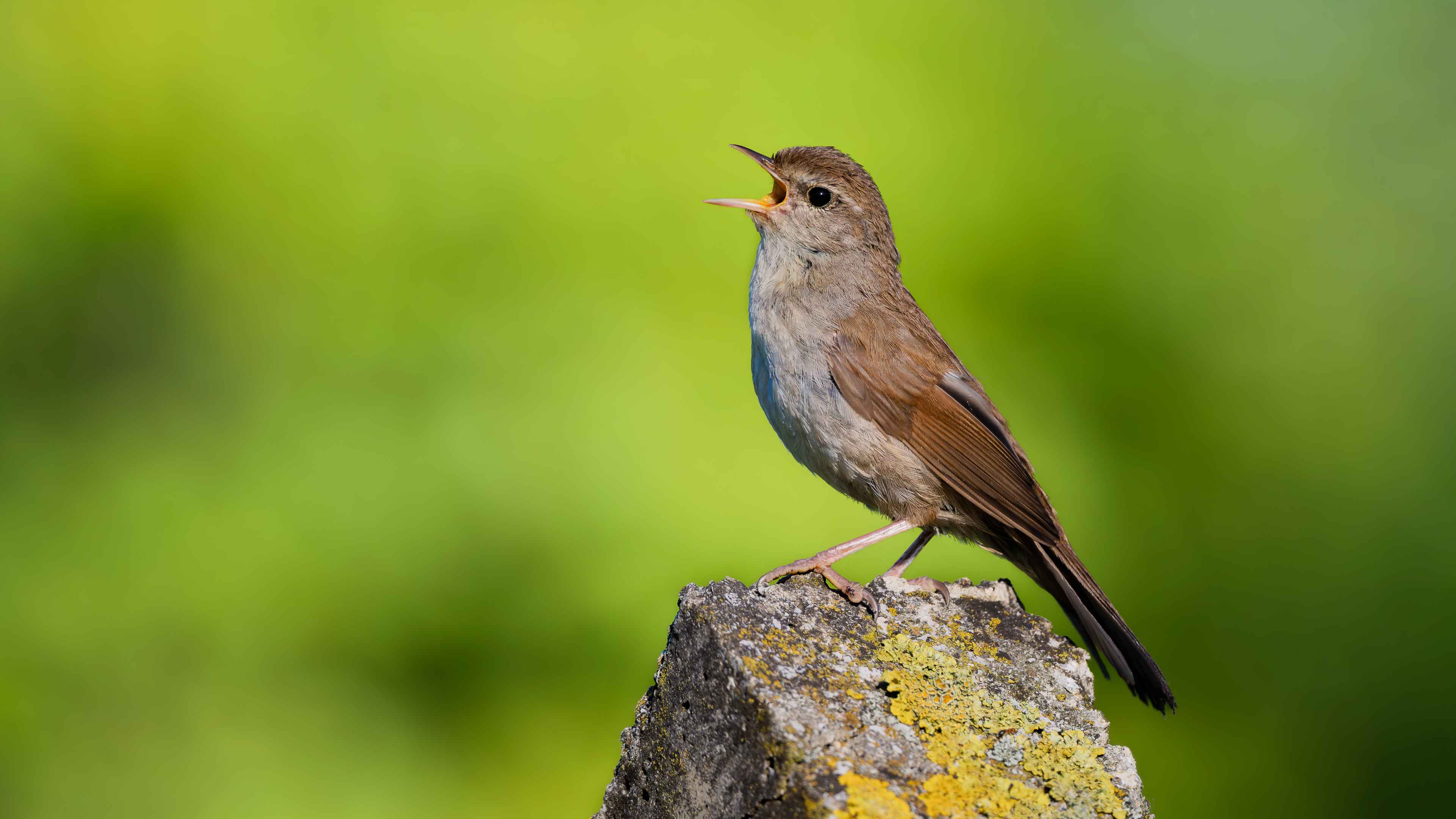 Cetti's Warbler