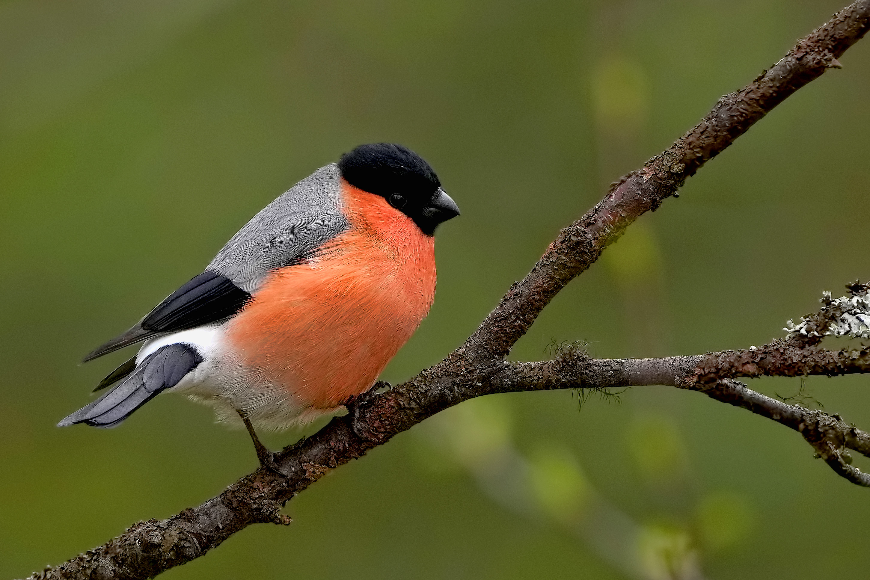 Eurasian Bullfinch