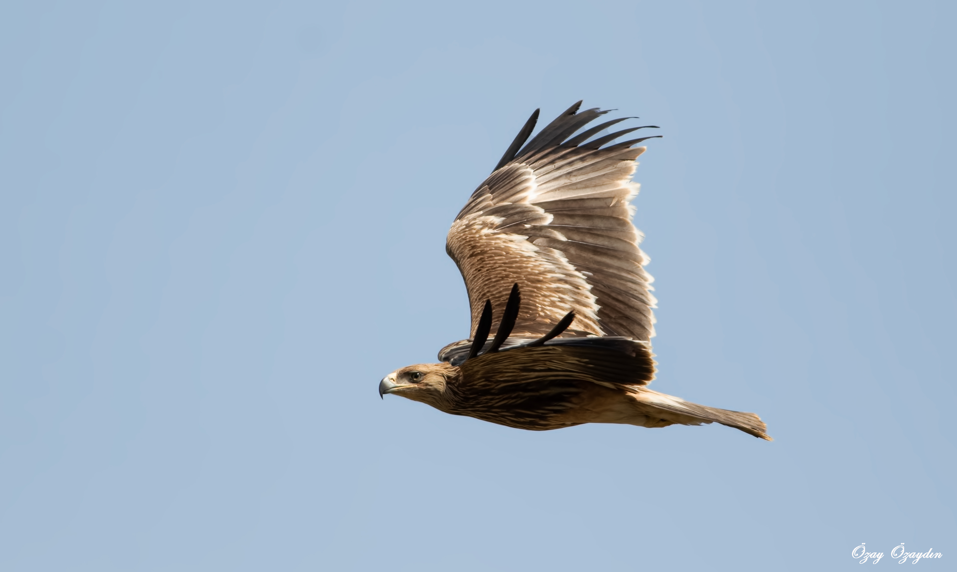 Imperial Eagle