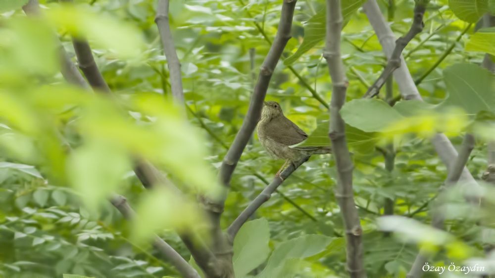 River Warbler