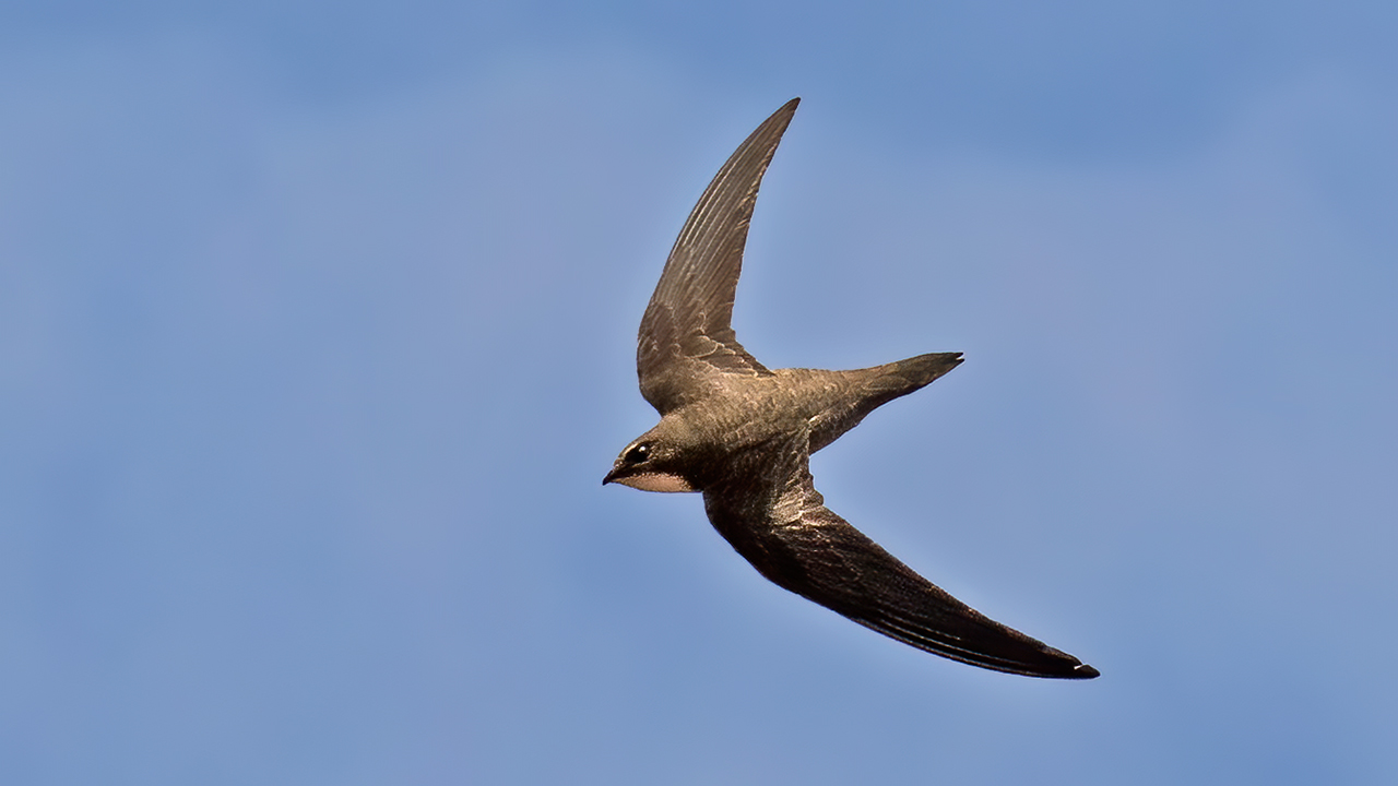 Pallid Swift