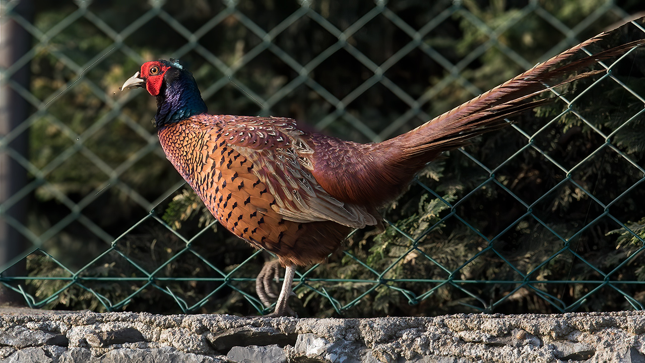 Ring-necked Pheasant — Ana fotoğraf