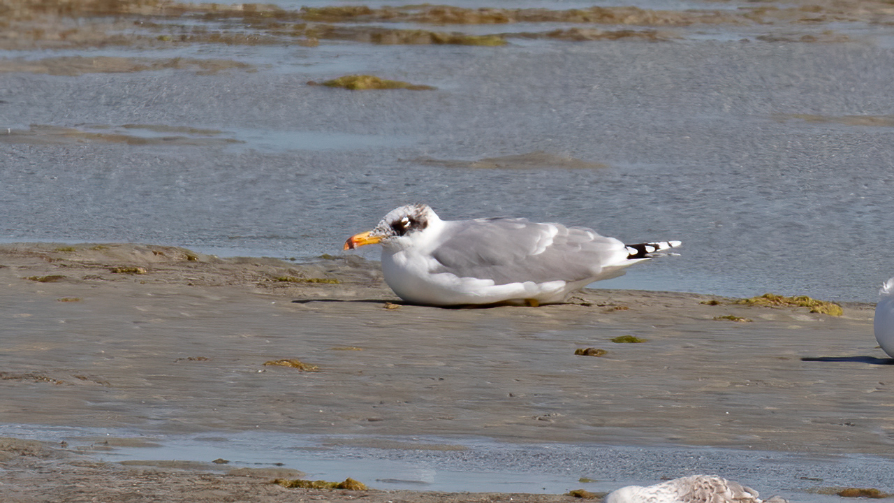 Pallas's Gull