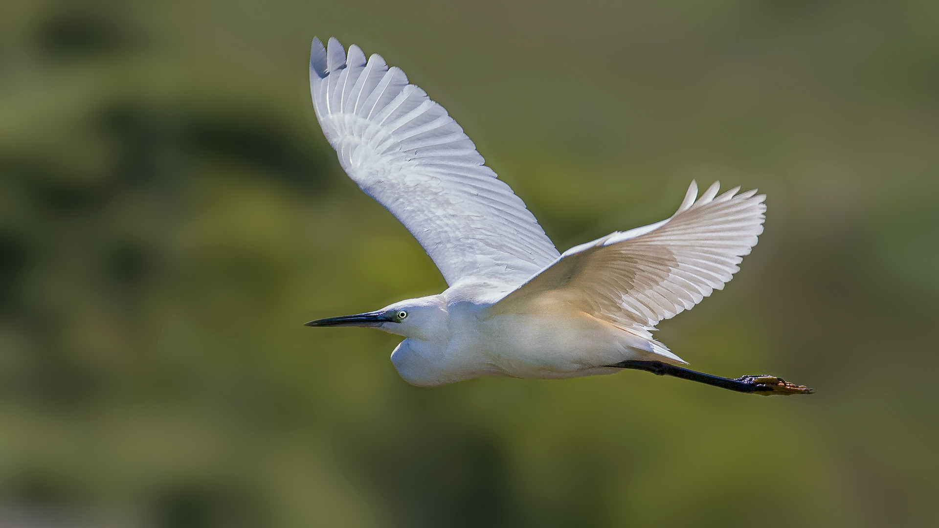 Little Egret