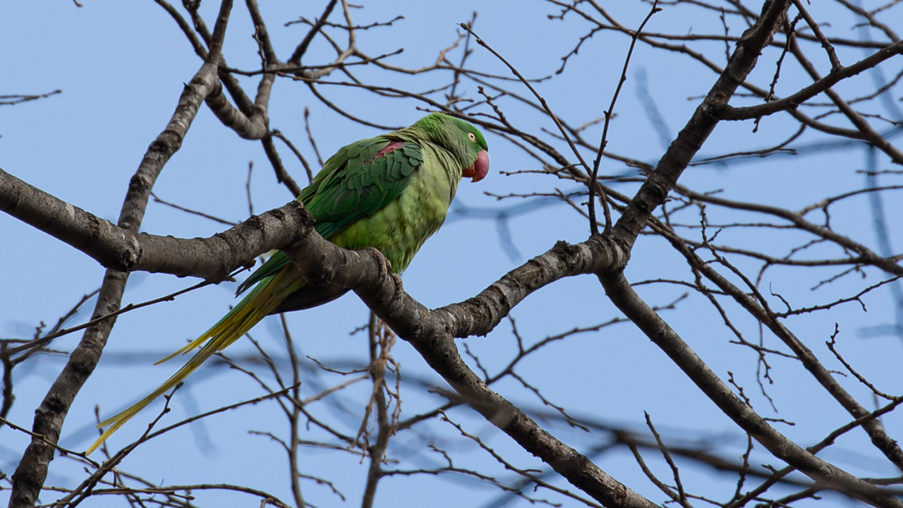Alexandrine Parakeet