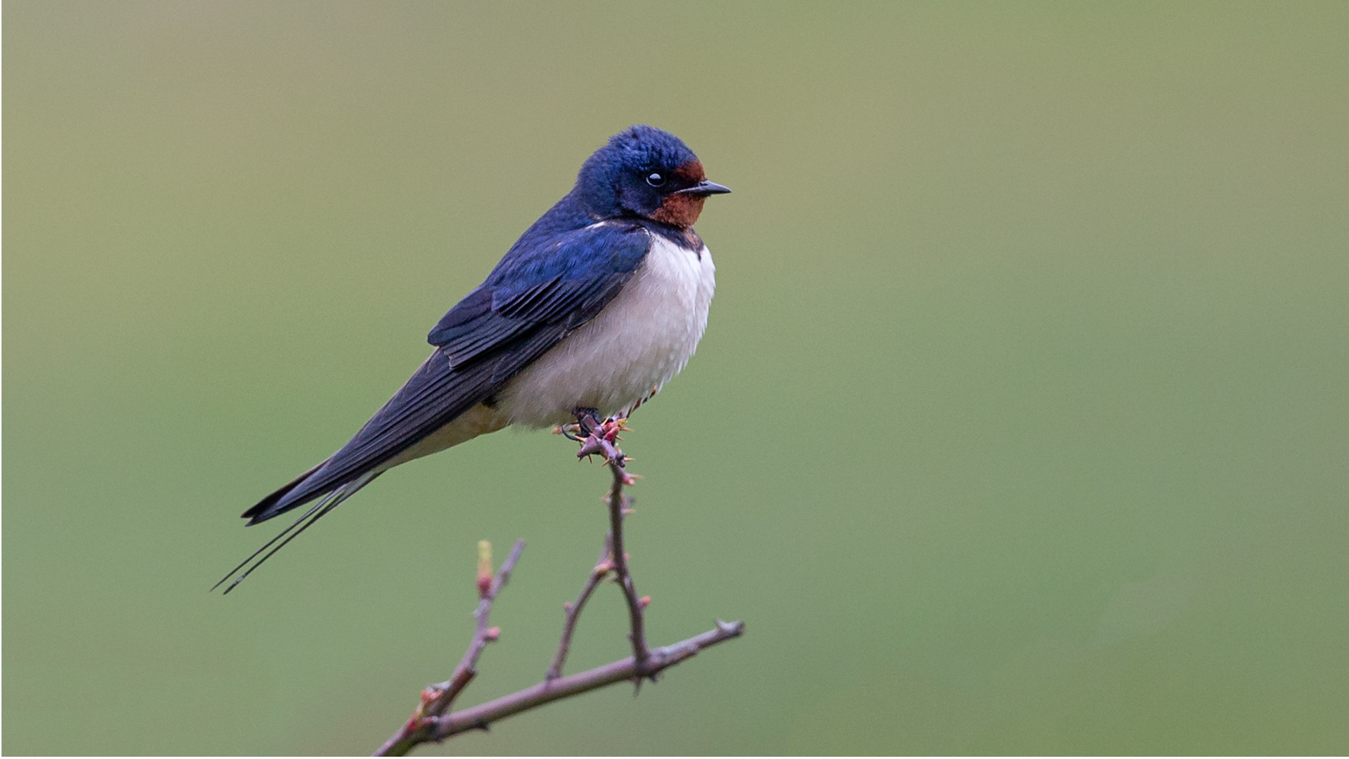 Barn Swallow