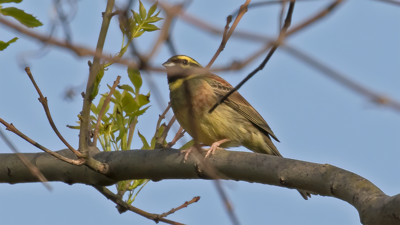Cirl Bunting