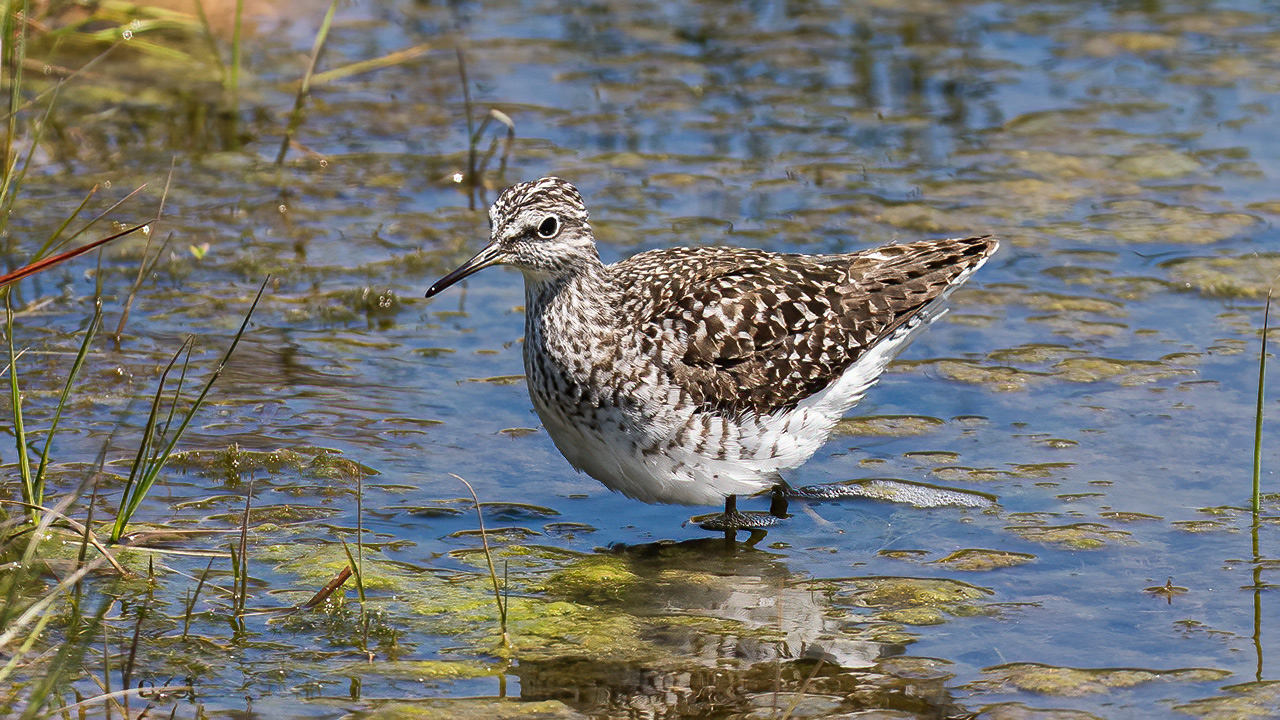 Wood Sandpiper