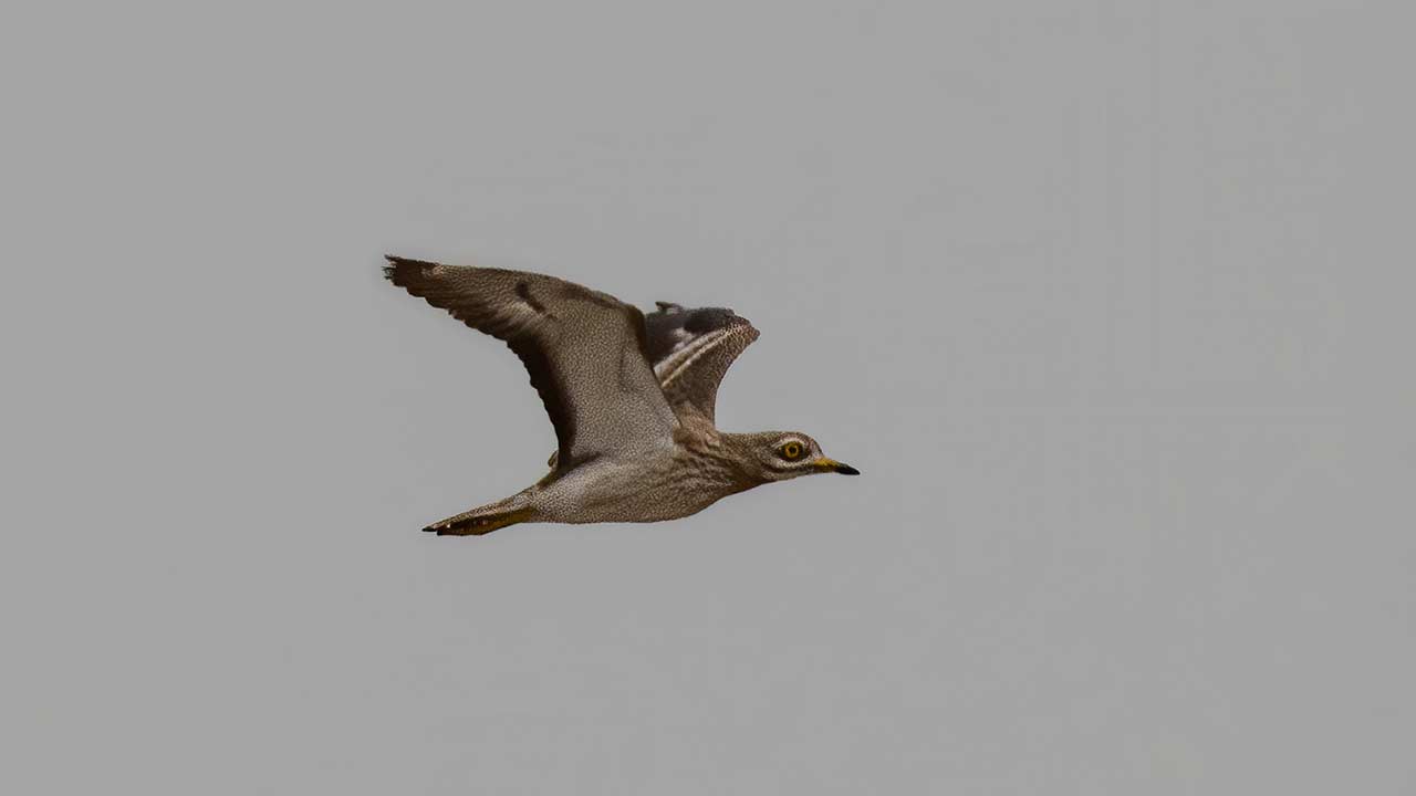 Eurasian Thick-knee