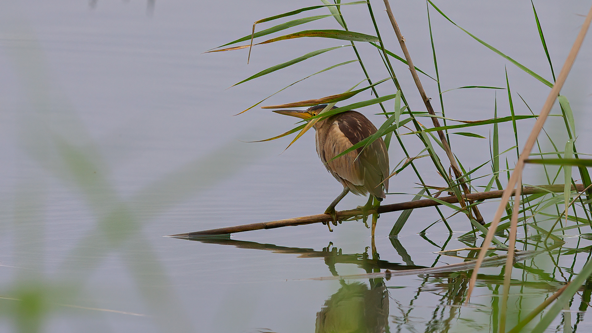 Black-crowned Night-Heron