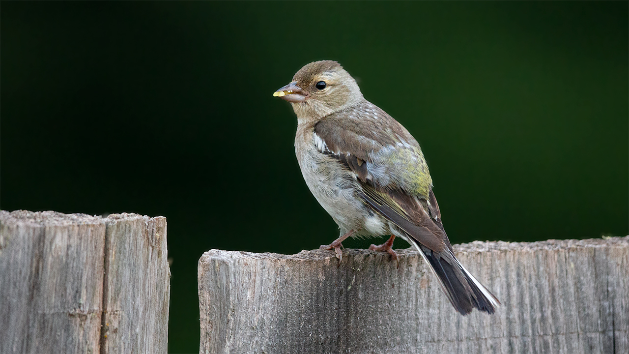 Common Chaffinch