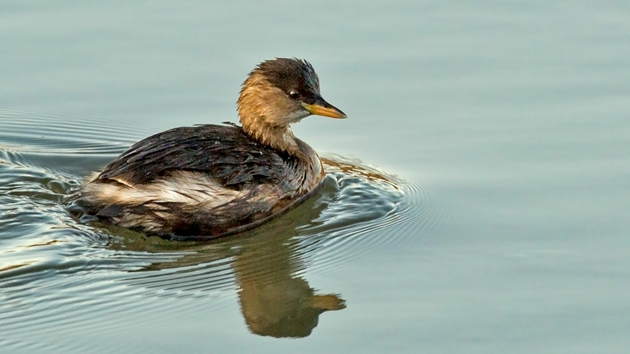 Little Grebe
