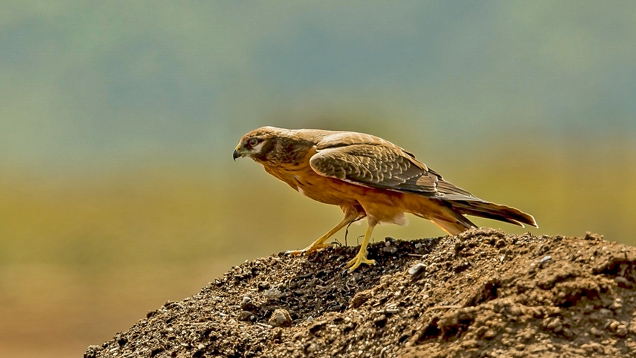 Montagu's Harrier